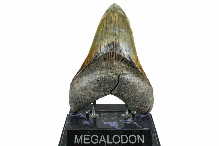 Serrated, Fossil Megalodon Tooth - South Carolina #371764